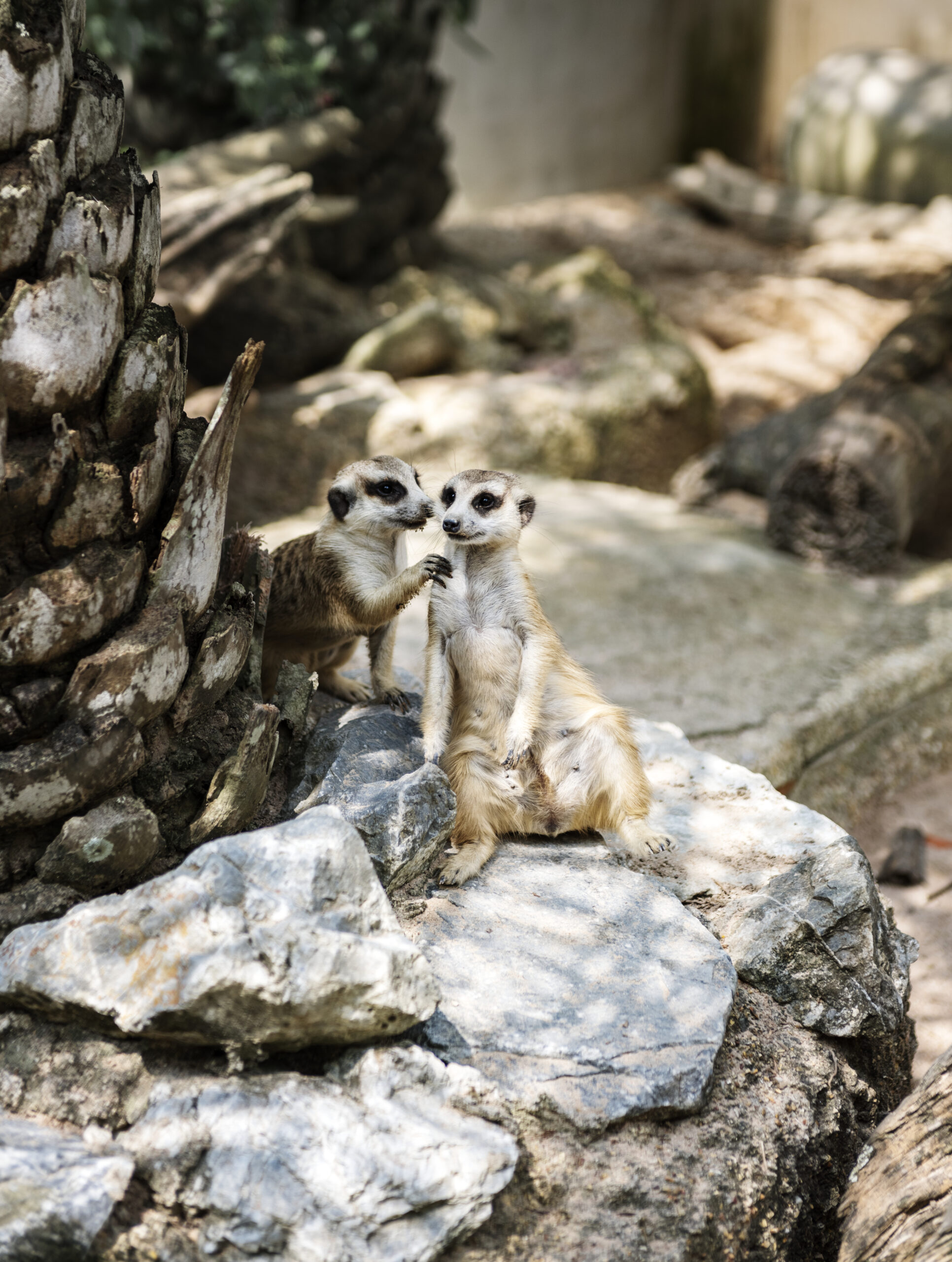 closeup of meerkats at the zoo